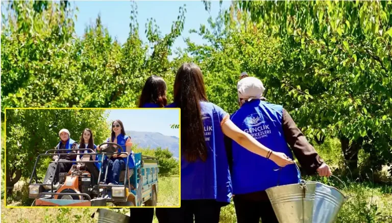 Isparta’lı gönüllü gençler kayısı hasadında üretime destek verdi