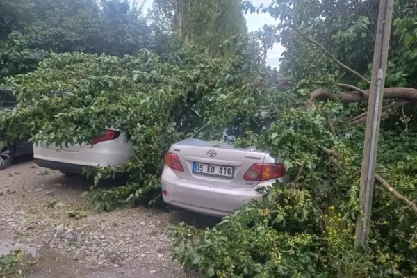 Çorum’da şiddetli yağış sonrası ağaç devrildi araçlar hasar gördü