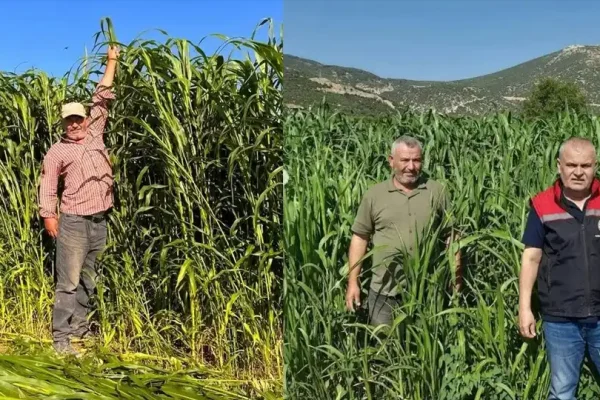 Isparta’da sorgum-sudan otu hasadı başladı