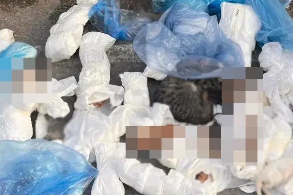 İzmir’de vahim olay: Çöp konteyneri yanında 33 kedi ölü bulundu