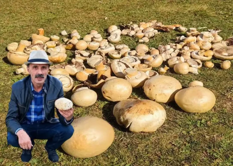 Kadırga Yaylası’nda sonbaharın lezzeti: Levlek mantarı
