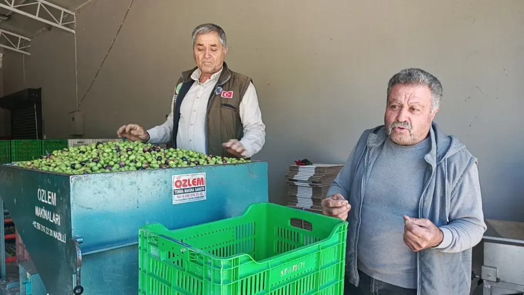 Aydın’da zeytin üreticileri artan maliyetlerden şikâyetçi