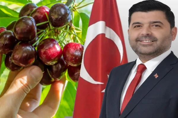 Uluborlu’da kiraz üreticisine destek: Suluk kiraza 28 lira alım garantisi