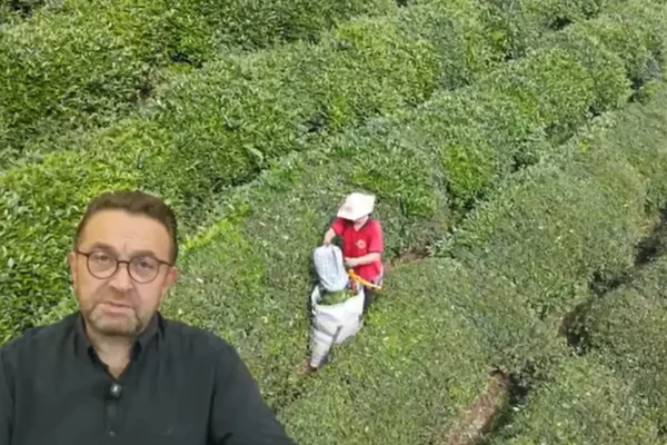 Rize Ticaret Borsası Başkanı Erdoğan’dan ikinci sürgün çay sezonu uyarısı