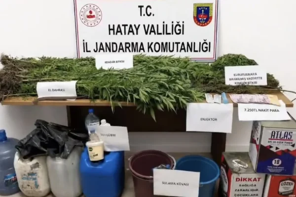 Hatay Dörtyol’da kenevir operasyonu
