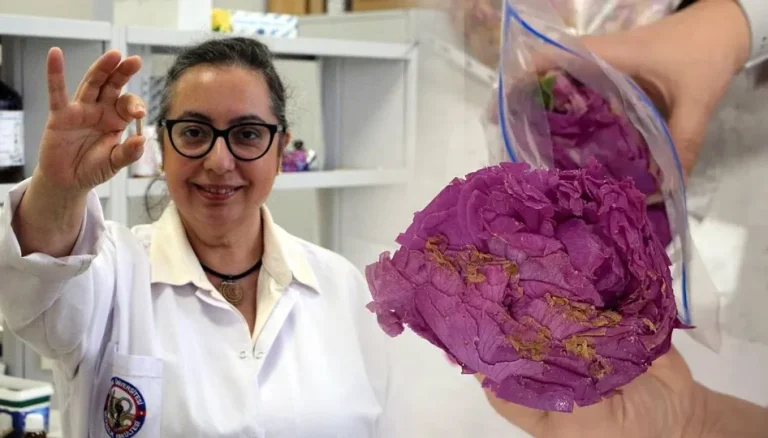 Isparta gülü tablet parfüme dönüştü