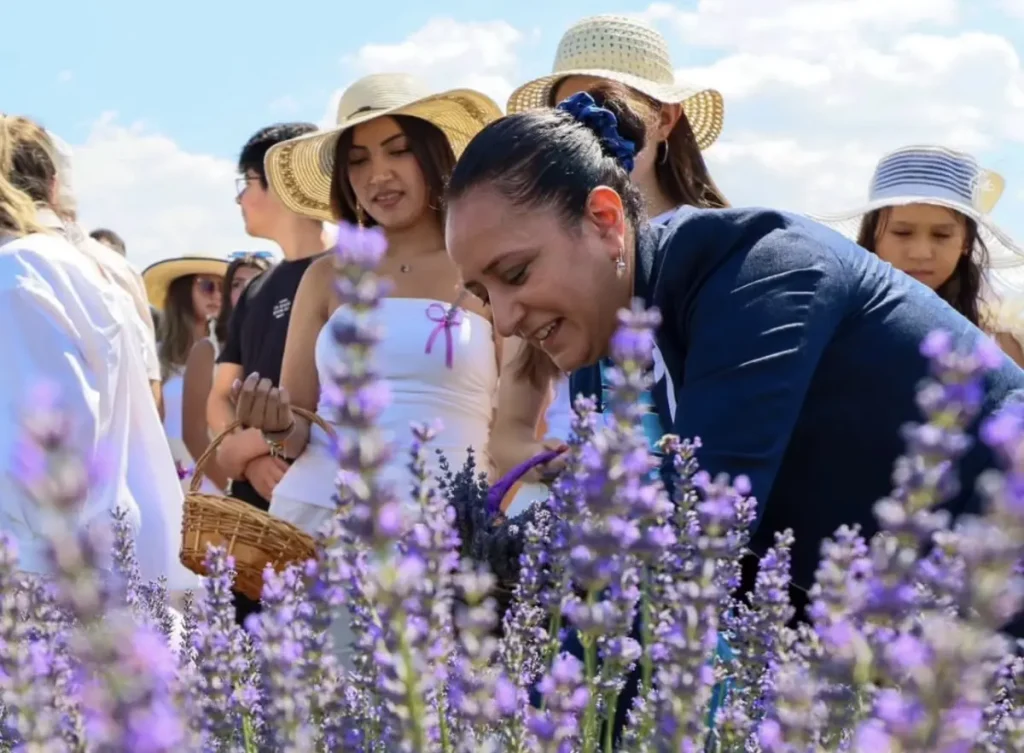 Burdur’da lavanta hasadı coşkusu yaşandı