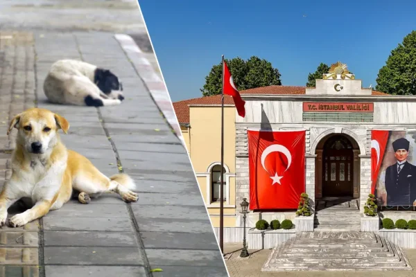 Valilikten net mesaj: Sokak hayvanlarında geri adım yok