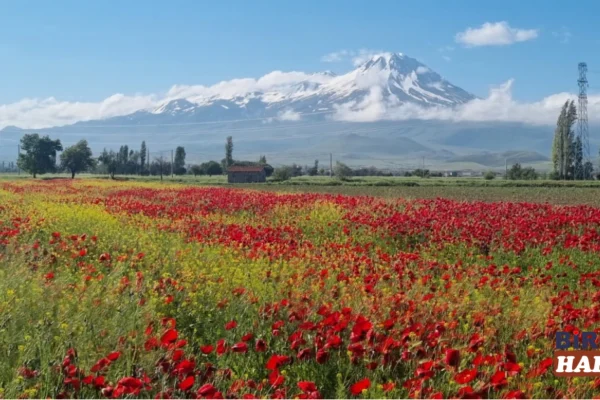 Aksaray’da Hasan Dağı Bahar Manzarası Hayran Bırakıyor