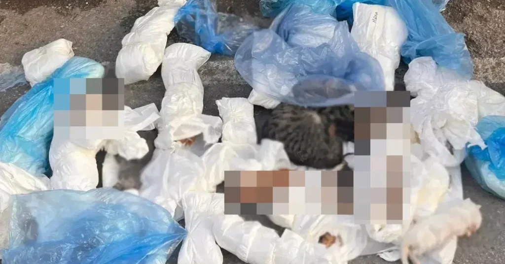 İzmir’de vahim olay: Çöp konteyneri yanında 33 kedi ölü bulundu