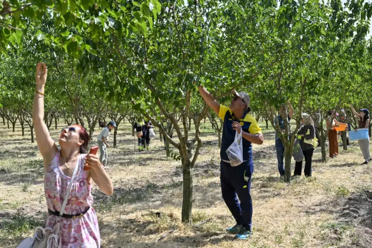Başkentliler Ata Çiftliği’nde hasat yaptı