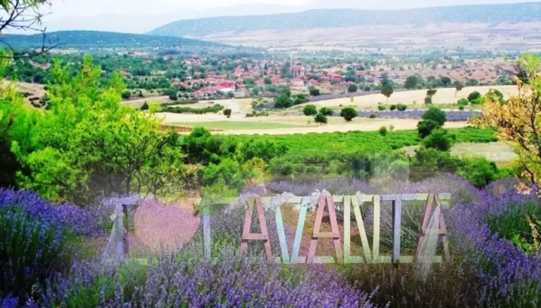 Kuyucak’ta lavanta sezonu başladı: Mor tarlalar ziyaretçilerini ağırlıyor