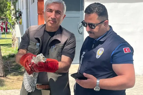 Battalgazi’de yavru baykuş koruma altına alındı