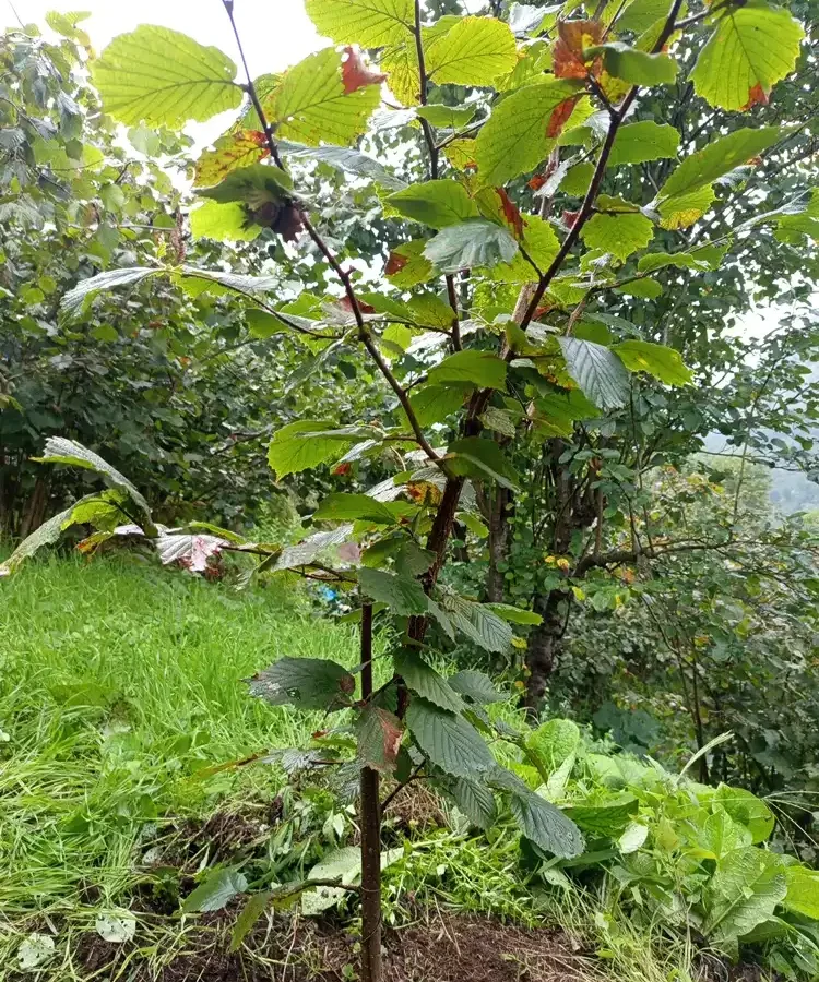 Şalpazarı’nda Ordu Çakıldak fındığı kumlu toprakta ürün verdi
