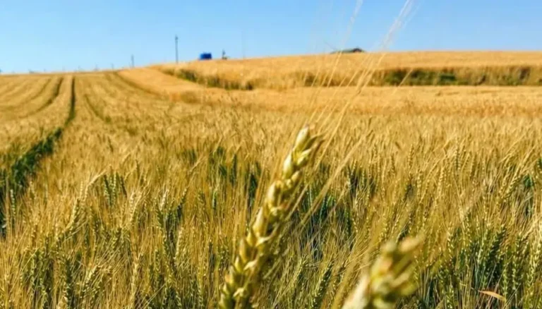 Yerli Buğday “Kirve”, Çorum’da kuru tarımda umut verdi
