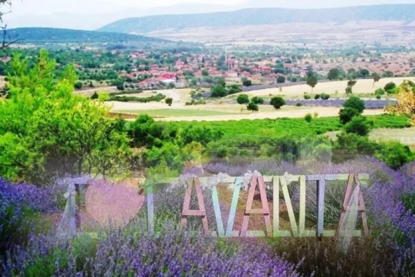 Kuyucak’ta lavanta sezonu başladı: Mor tarlalar ziyaretçilerini ağırlıyor