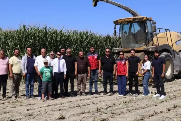 Arsuz’da silajlık mısır hasadı başladı