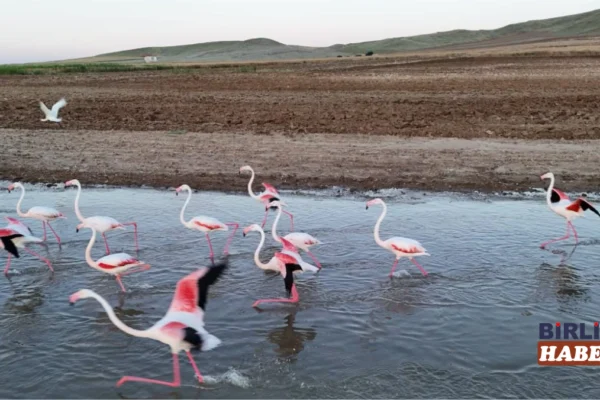 Sarıyahşi’de Mola Veren Flamingoların Rotası Tuz Gölü Oldu