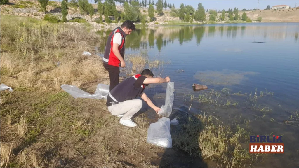 Ağaçören’de göletlere 6 bin yavru sazan bırakıldı