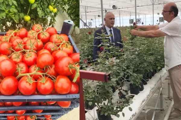 Isparta’da tarımda yeni dönem: Gül serasından topraksız domatese, tam otomasyonlu üretim