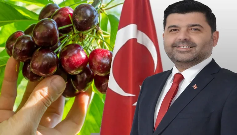 Uluborlu’da kiraz üreticisine destek: Suluk kiraza 28 lira alım garantisi