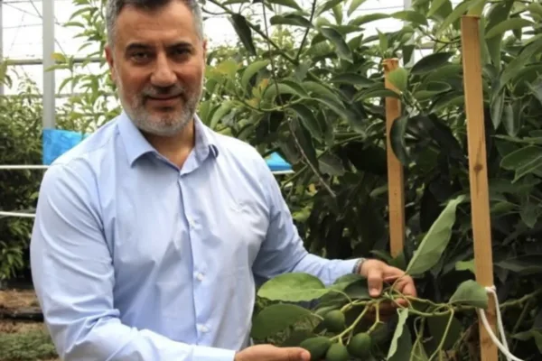 Antalya’da tropikal meyve üretimi yaygınlaşıyor