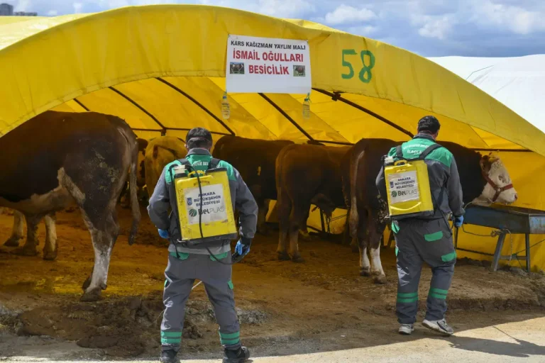 Kurban satış alanlarında sıkı denetim ve ilaçlama seferberliği