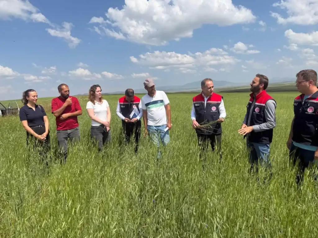 Kars’ın 13 bin yıllık tarımsal mirası Kavılca buğdayı için sahada inceleme
