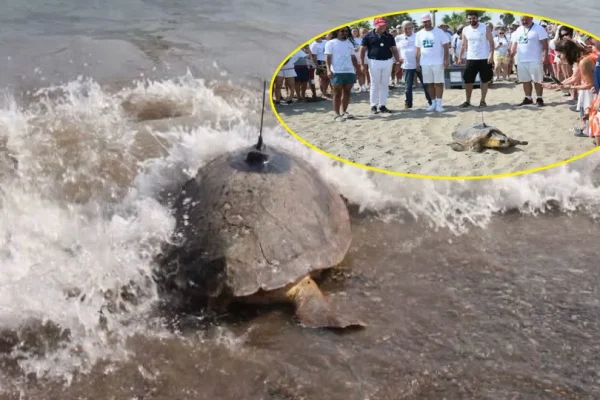 Antalya Belek’te 3 Caretta Caretta uyduyla takibe alındı