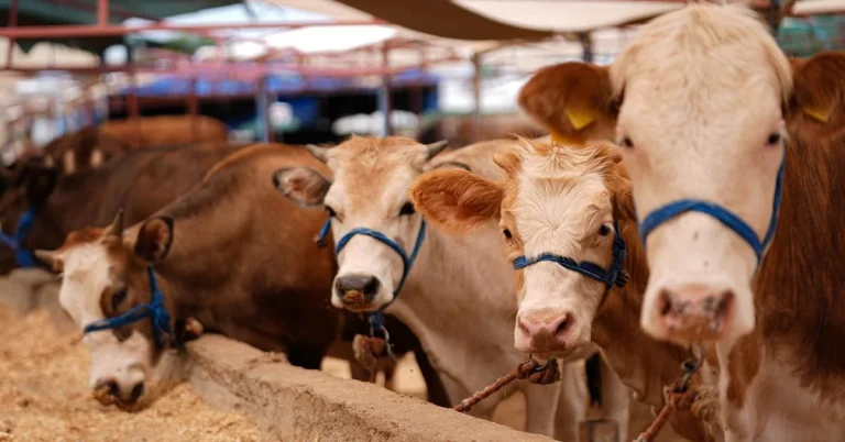 Kurban Bayramı tatili 9 güne çıkarıldı