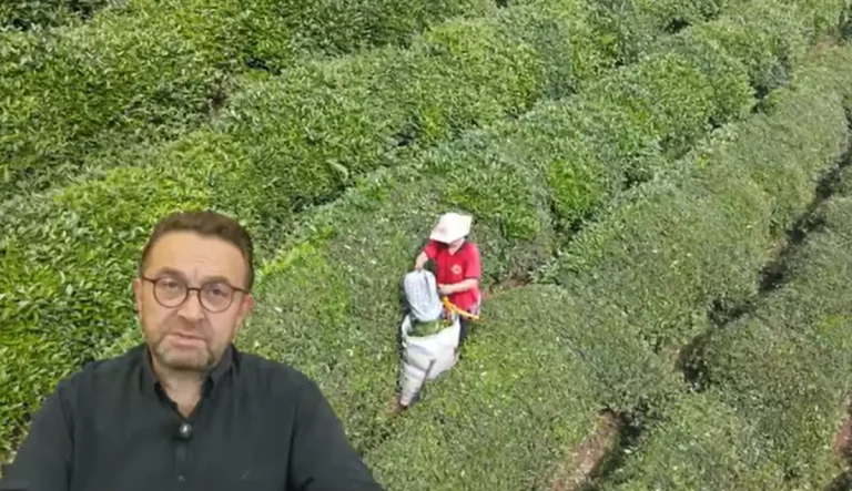 Rize Ticaret Borsası Başkanı Erdoğan’dan ikinci sürgün çay sezonu uyarısı