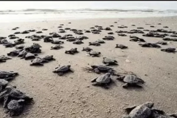 Antalya sahillerinde 25 bin caretta caretta yavrusu denizle buluştu