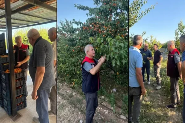 Yalvaç’ta kayısı hasadı yüz güldürüyor