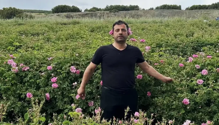 Gülün başkentinde hasat coşkusu: Isparta’da gül sezonu başladı