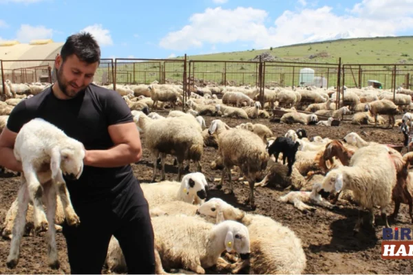 Uzman Çavuşluğu Bıraktı, Hayvancılıkta Zirveye Çıktı