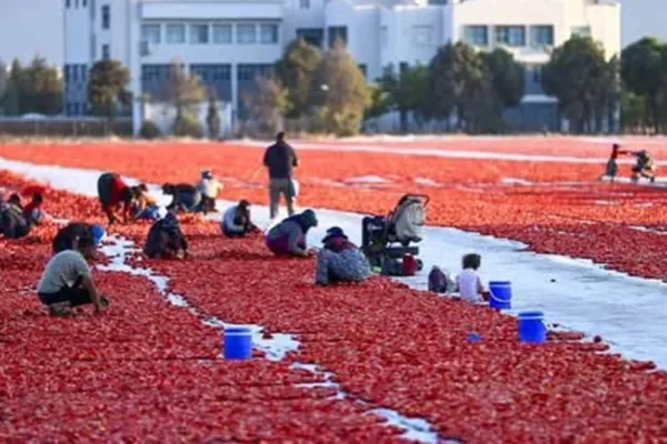 Antalya’nın kurutulmuş domatesi 91 ülkeye ulaştı