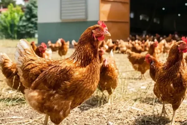 Kümes hayvancılığında temmuz verileri açıklandı