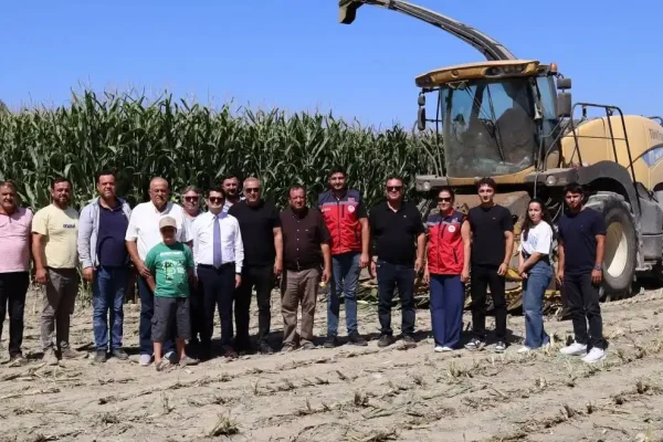 Arsuz’da silajlık mısır hasadı başladı