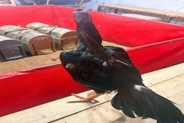 Horoz dövüşüne jandarma baskını: 11 kişiye 143 bin lira ceza