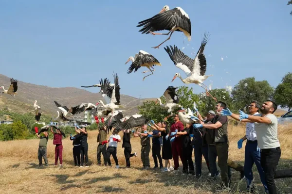 Tedavi edilen kuşlar doğaya bırakıldı