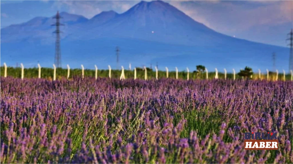 Aksaray’da Lavanta Sezonu Hasatla Kapanıyor