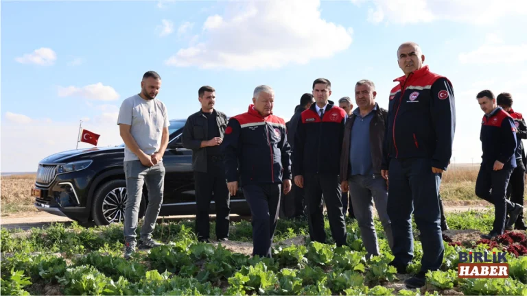 Eskil’de domates hasadı başladı: 6 bin hektarlık üretim