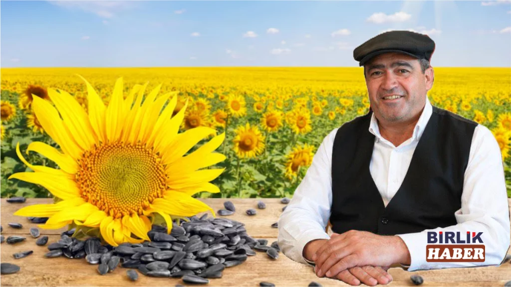 Aksaray Çekirdeği Hasada Hazırlanıyor