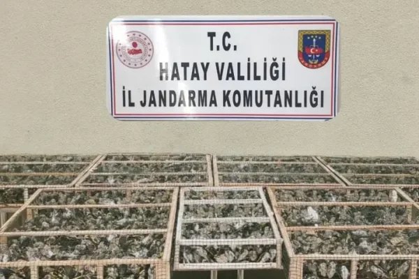 Saka kuşları özgürlüğe kanat çırptı