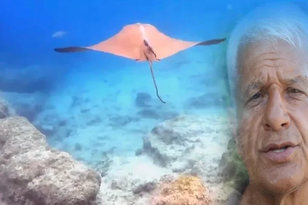 Kemer açıklarında görülen vatoz bilim dünyasında yankı uyandırdı
