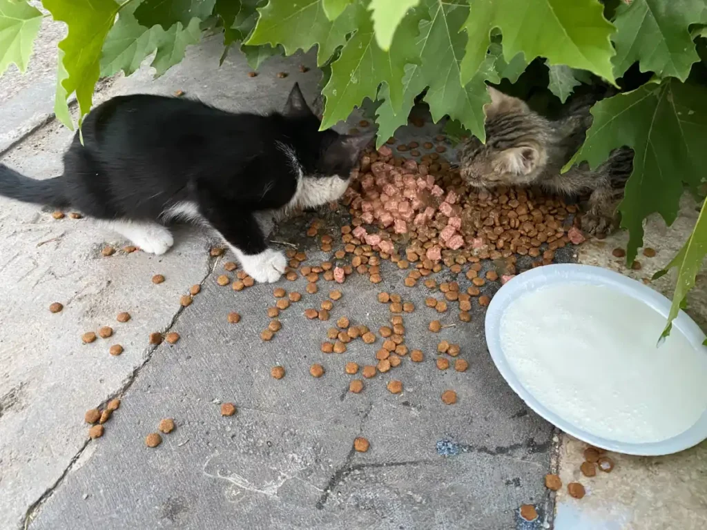 Bir kap mama, bir yudum umut: Ceylanpınar’da sokak kedilerine şefkat eli