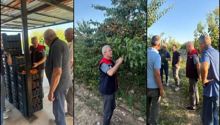 Yalvaç’ta kayısı hasadı yüz güldürüyor