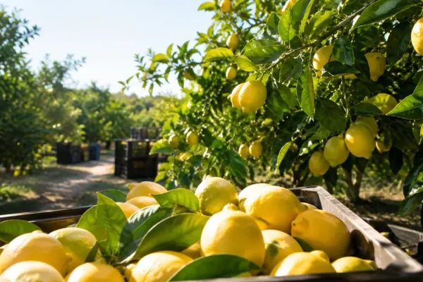 Mayer limonunda hasat başladı