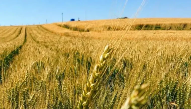 Yerli Buğday “Kirve”, Çorum’da kuru tarımda umut verdi