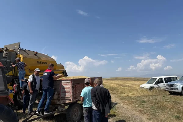Kars’ta Ata tohumu kavılca’da hasat bereketi